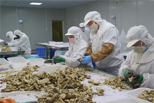 东海县石湖乡 小香菇撑起富民大产业