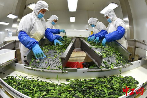 江苏连云港 探访食品加工企业的创新与发展